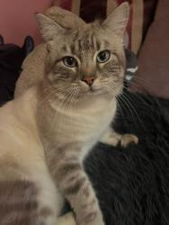Lost Male Cat last seen Woodbridge road in the Lidl car park, Surrey, England 
