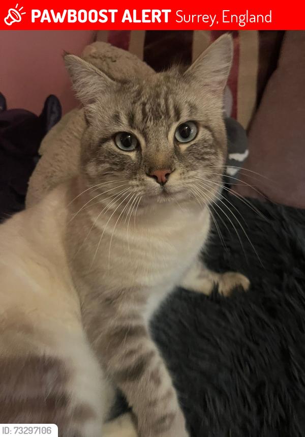 Lost Male Cat last seen Woodbridge road in the Lidl car park, Surrey, England 