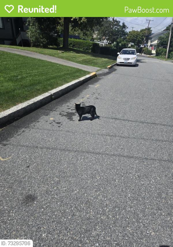 Reunited Female Cat last seen Roseneath Avenue Newport, Newport, RI 02840