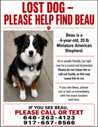 Reunited Male Dog last seen Airport Park, Mahopac, NY 10541