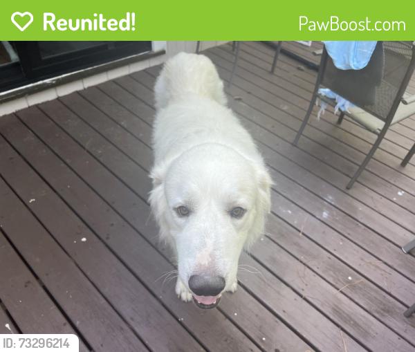 Reunited Male Dog last seen Stirrup Creek, Durham, Durham, NC 27703