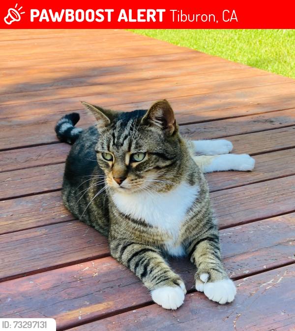 Lost Male Cat last seen Karen Way, Tiburon, CA 94920