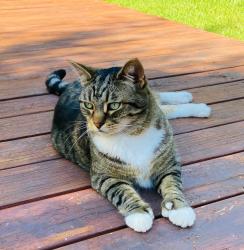 Lost Male Cat last seen Karen Way, Tiburon, CA 94920