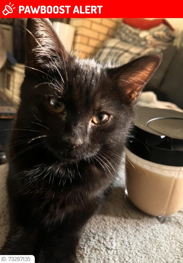 Lost Female Cat last seen Academy, Colorado Springs, CO 80909