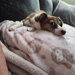 Found/Stray Female Dog last seen Walmart, Conover, NC 28613
