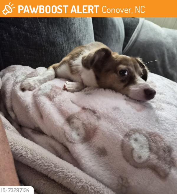 Found/Stray Female Dog last seen Walmart, Conover, NC 28613