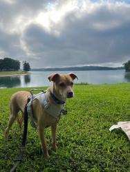 Reunited Male Dog last seen Ballinger Farm Crazy Maze, Jefferson County, TN 37760