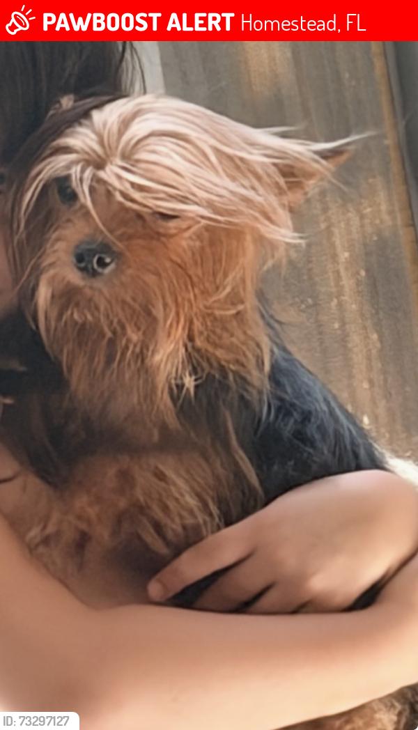 Lost Female Dog last seen Sw 288, Homestead, FL 33033