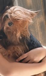 Lost Female Dog last seen Sw 288, Homestead, FL 33033