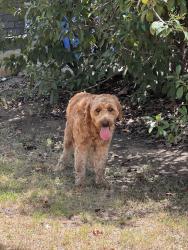 Reunited Male Dog last seen Heatherwilde, gazania dr, Pflugerville, TX 78660