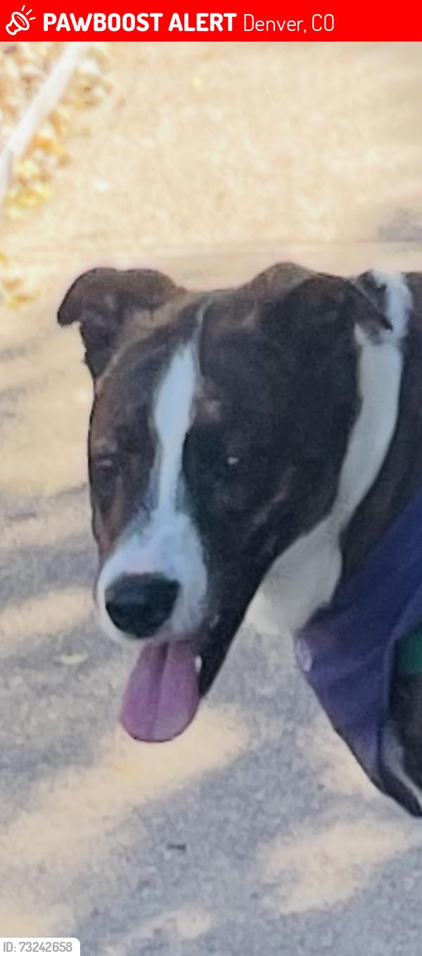Lost Male Dog last seen Near w 35th ave, Denver, CO 80211