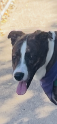 Lost Male Dog last seen Near w 35th ave, Denver, CO 80211