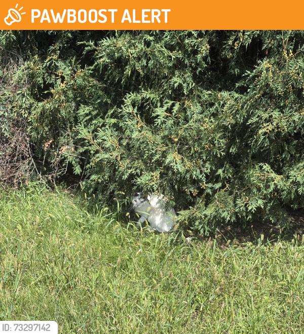 Found/Stray Unknown Cat last seen Crescent lake and elizabeth lake rd, Waterford Township, MI 48328