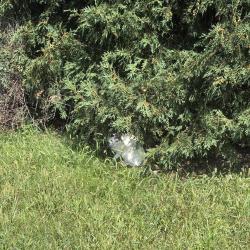Found/Stray Unknown Cat last seen Crescent lake and elizabeth lake rd, Waterford Township, MI 48328