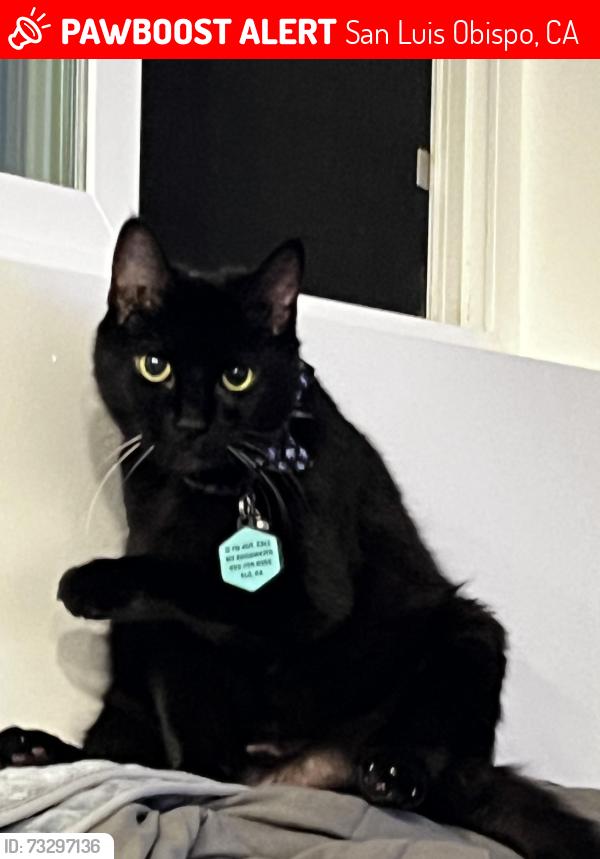 Lost Female Cat last seen At home on Sierra way, San Luis Obispo, CA 93401