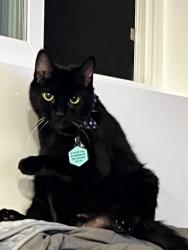 Lost Female Cat last seen At home on Sierra way, San Luis Obispo, CA 93401