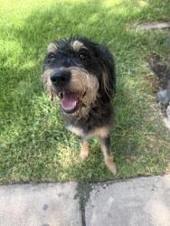 Found/Stray Male Dog last seen Meadowview lane and starnes, Watauga, TX 76148