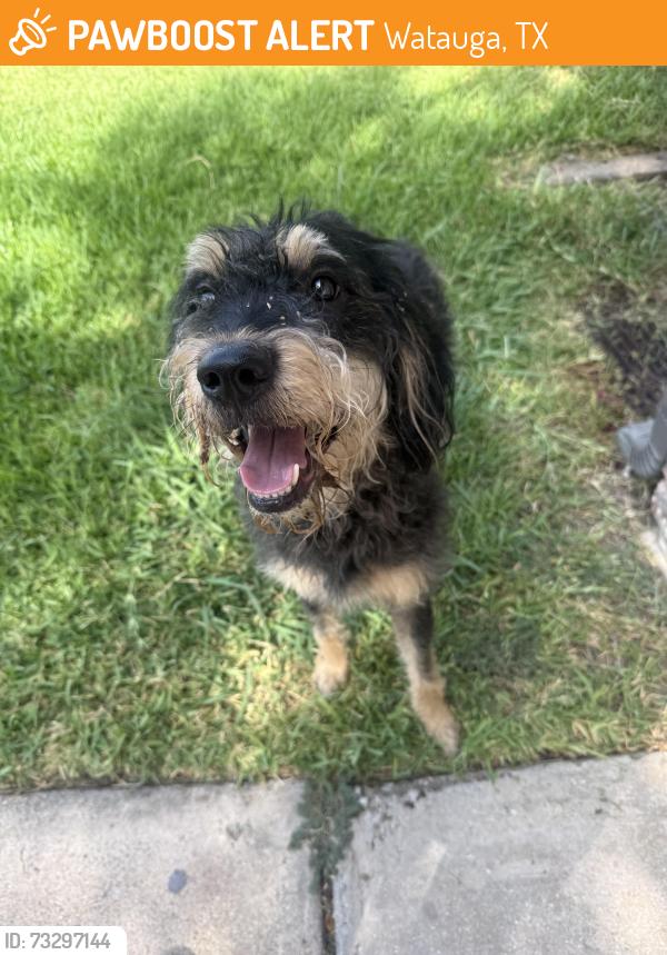 Found/Stray Male Dog last seen Meadowview lane and starnes, Watauga, TX 76148