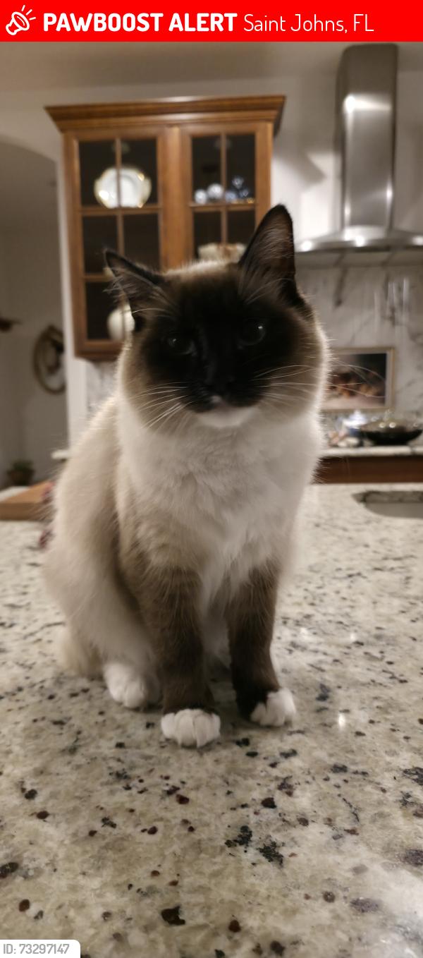 Lost Female Cat last seen Veterans Park, Saint Johns, FL 32259