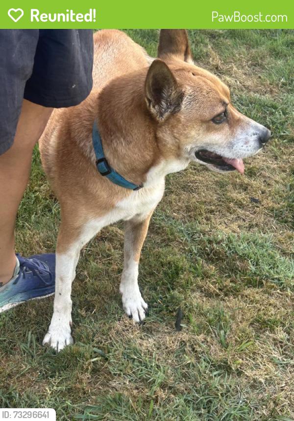 Reunited Female Dog last seen Kelly St, Oceanside, CA 92054, USA, Oceanside, CA 92054