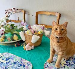 Reunited Male Cat last seen Mission Oaks and Fieldcrest, Camarillo, CA 93012