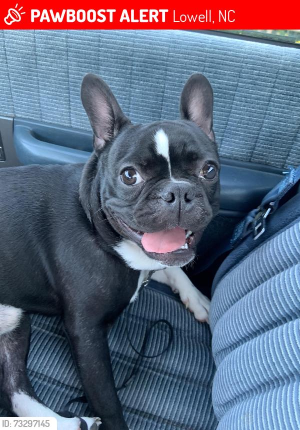 Lost Male Dog last seen Main Street Lowell, Lowell, NC 28098