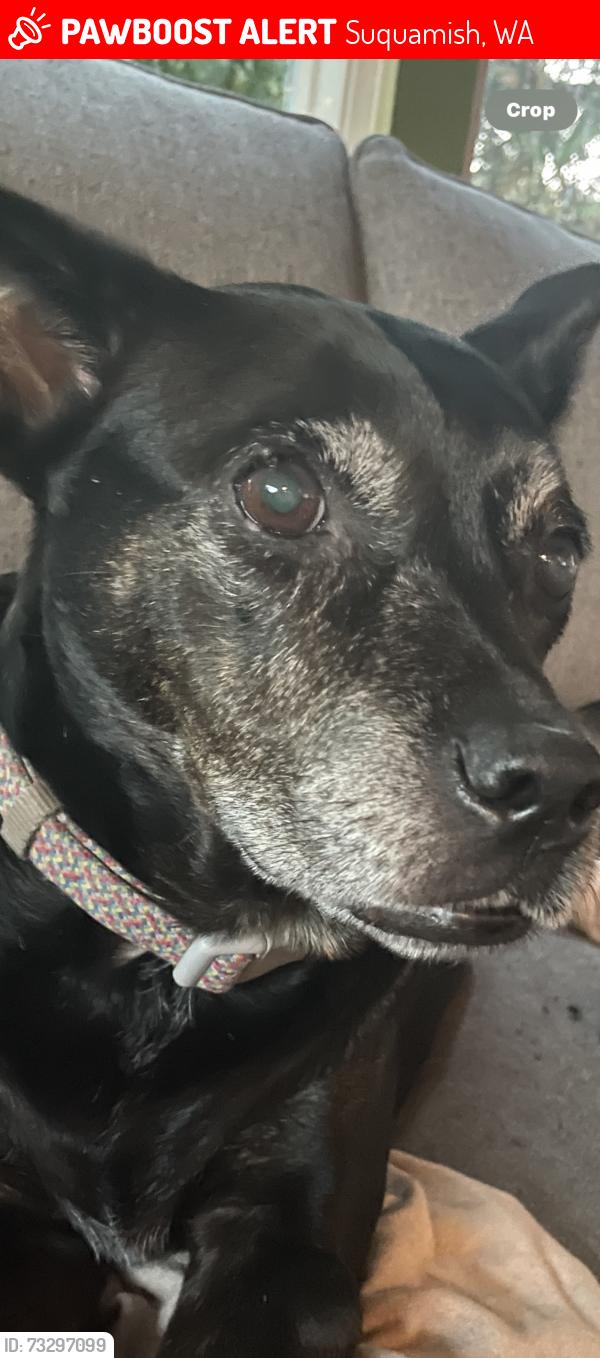 Lost Female Dog last seen Urban and Pear, Suquamish, WA 98392