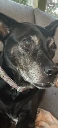 Lost Female Dog last seen Urban and Pear, Suquamish, WA 98392