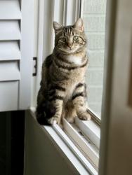 Reunited Male Cat last seen Near east and 7300 south, Cottonwood Heights, UT 84121