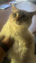 Lost Female Cat last seen John st and prairie ave joliet,illinois, Joliet, IL 60435