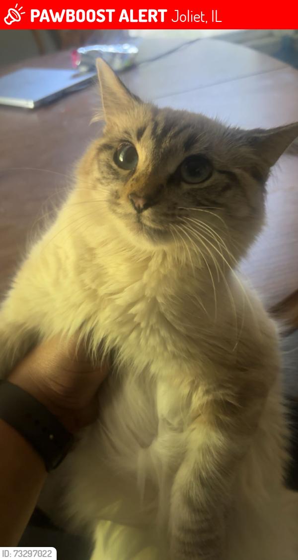 Lost Female Cat last seen John st and prairie ave joliet,illinois, Joliet, IL 60435