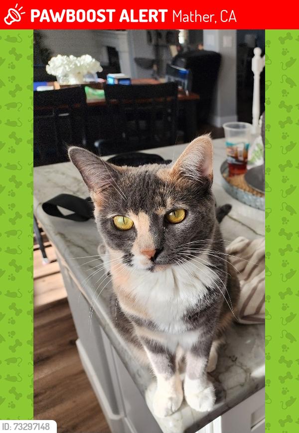 Lost Female Cat last seen Biddeford and McRoberts, Mather, CA 95655