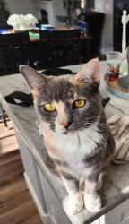 Lost Female Cat last seen Biddeford and McRoberts, Mather, CA 95655