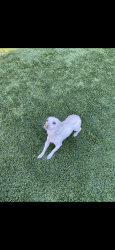Lost Female Dog last seen Spring Valley park, Spring Valley, CA 91977