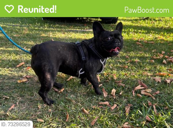 Reunited Female Dog last seen Baseline and waterman, San Bernardino, CA 92404