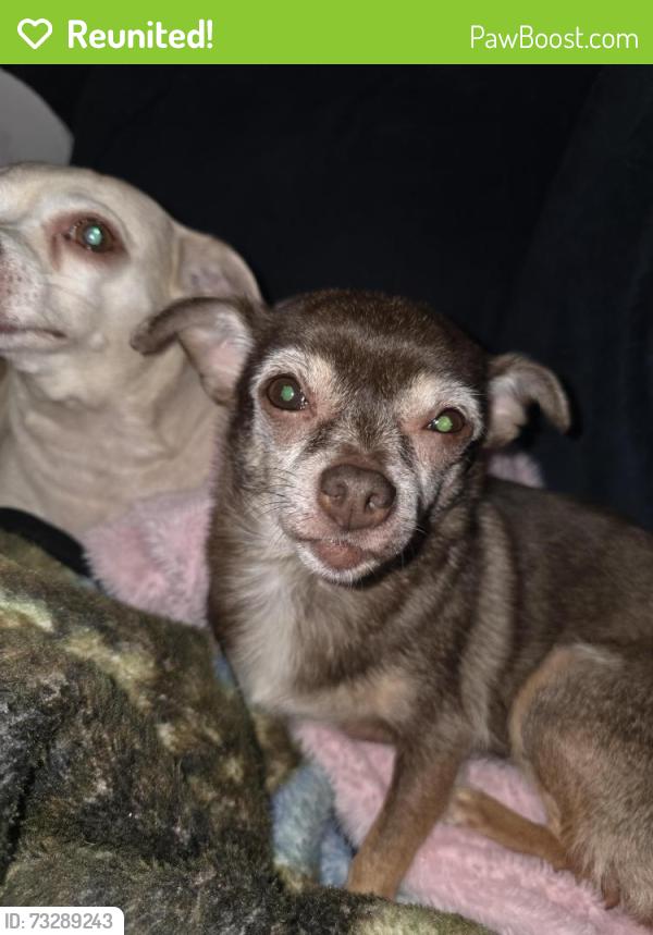Reunited Female Dog last seen Avanti st sw Abq,Nm, Albuquerque, NM 87121
