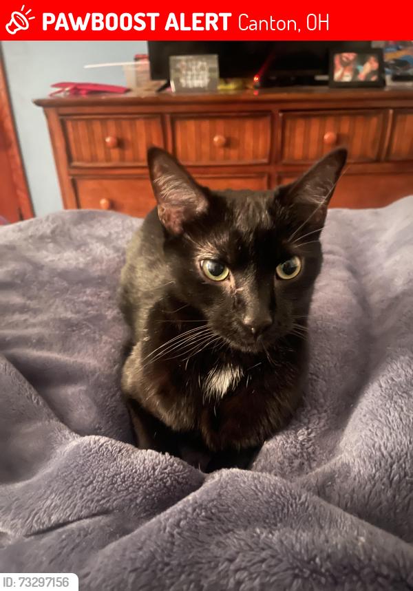 Lost Male Cat last seen Near 39th st sw 44706, Canton, OH 44706