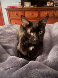 Lost Male Cat last seen Near 39th st sw 44706, Canton, OH 44706