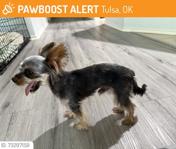 Found/Stray Male Dog last seen 41st and 129th, Tulsa, OK 74134