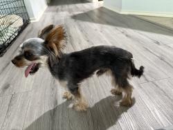 Found/Stray Male Dog last seen 41st and 129th, Tulsa, OK 74134
