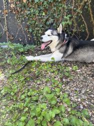Reunited Unknown Dog last seen Poplar St, Alcoa, TN 37701