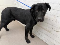 Shelter Stray Male Dog last seen ALDER X SAN BERNARDINO, 333 Chandler Pl, San Bernardino, CA 92408, USA