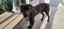 Shelter Stray Female Dog last seen , 14409 Vanowen St, Van Nuys, CA 91405, USA