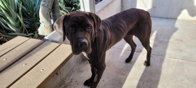 Shelter Stray Female Dog last seen , 14409 Vanowen St, Van Nuys, CA 91405, USA