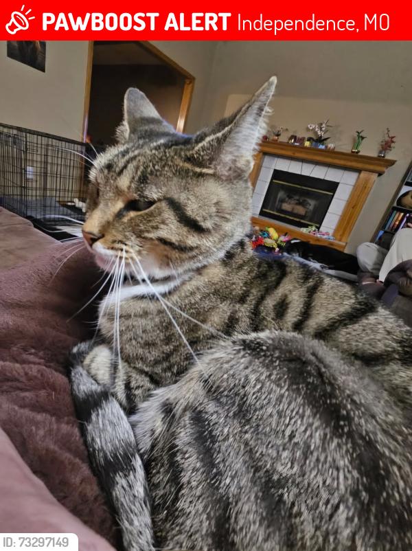 Lost Male Cat last seen East 17th St. Ct. North/N. Blue Mills Road, Independence, MO 64056