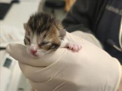 Shelter Stray Male Cat last seen , 100 Caja Del Rio Rd, Santa Fe, NM 87507, USA