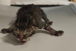 Shelter Stray Male Cat last seen , 100 Caja Del Rio Rd, Santa Fe, NM 87507, USA