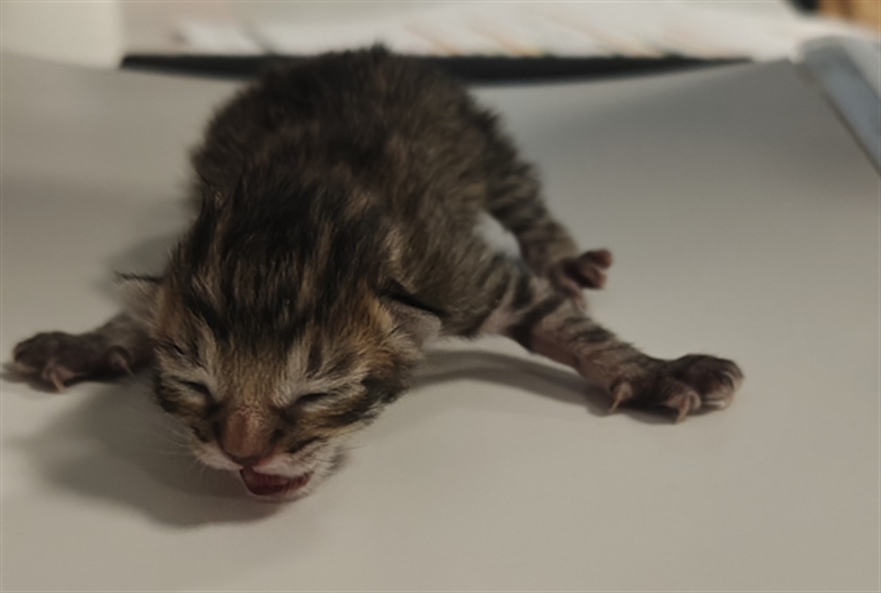 Shelter Stray Male Cat last seen , 100 Caja Del Rio Rd, Santa Fe, NM 87507, USA