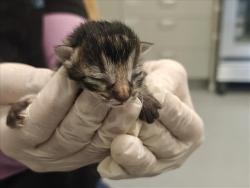Shelter Stray Female Cat last seen , 100 Caja Del Rio Rd, Santa Fe, NM 87507, USA