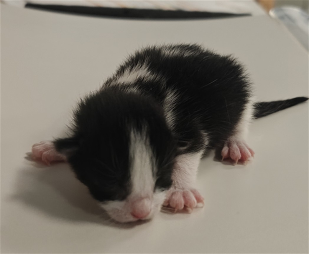 Shelter Stray Female Cat last seen , 100 Caja Del Rio Rd, Santa Fe, NM 87507, USA